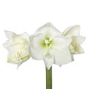 Vollsortiment - Amaryllis - WEIß